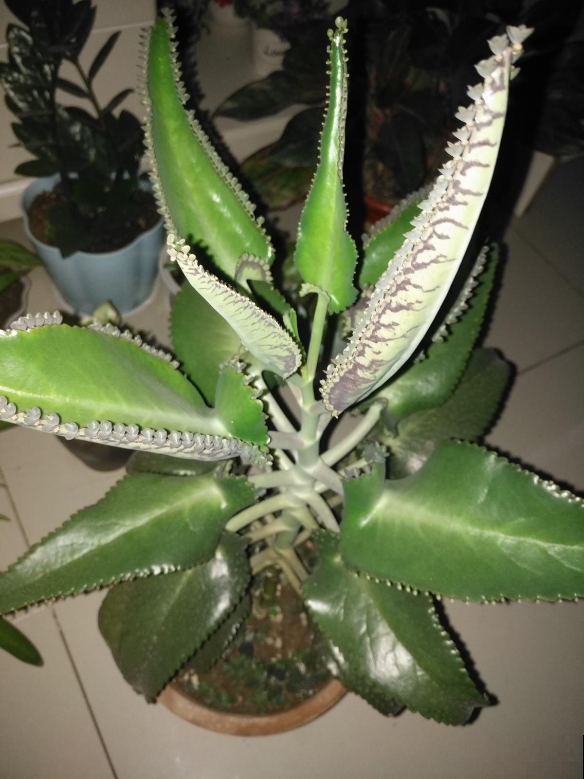 4种花不浇水才长得旺，浇水太多反而不好，烂根又黑腐