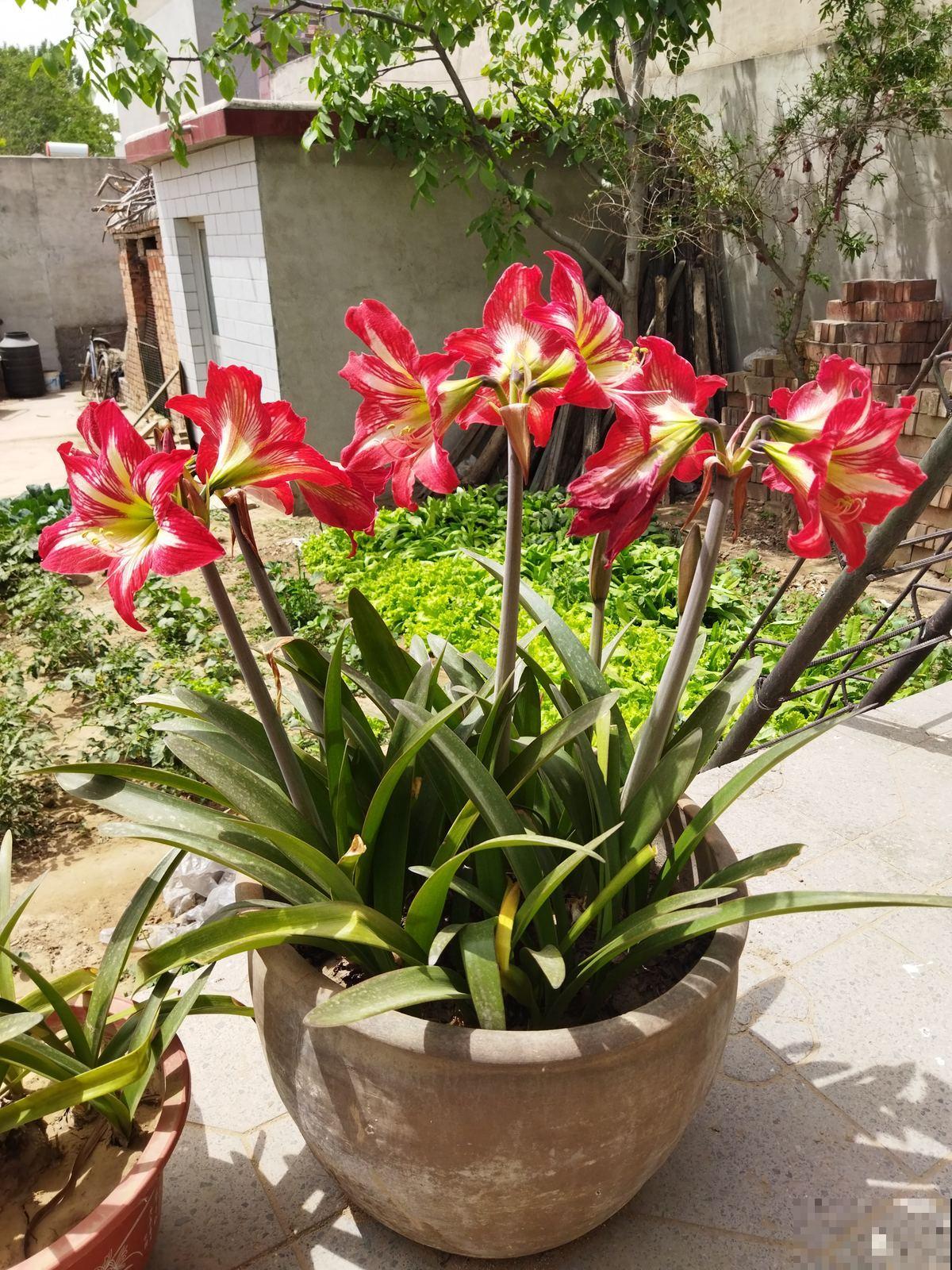 一种花,不用土也能呼呼开花,花朵比脸还大,喜庆吉祥 一种花,不用土也能呼呼开花,花朵比脸还大,喜庆吉祥