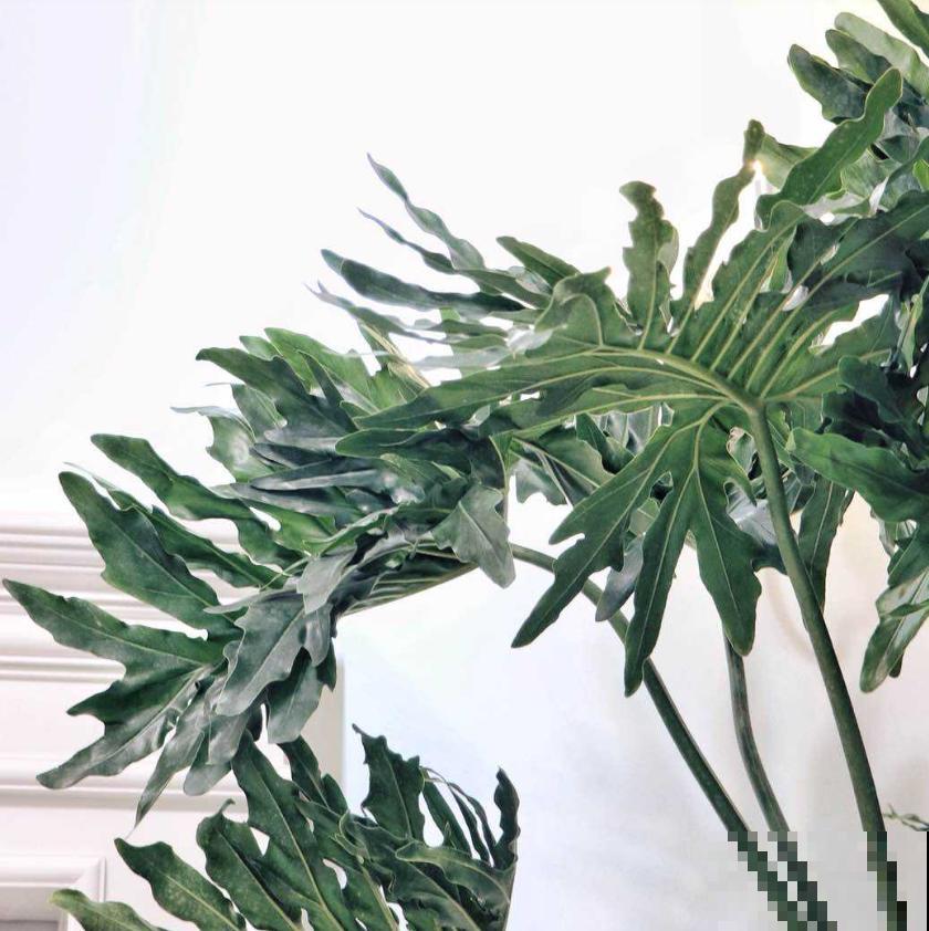 家居必备4种干净花，不招虫易养活，爱干净的人都爱养