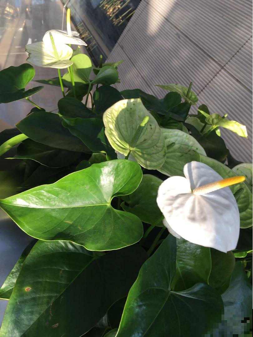 耐阴的15种植物，家里没光也能养，还能开花爆盆