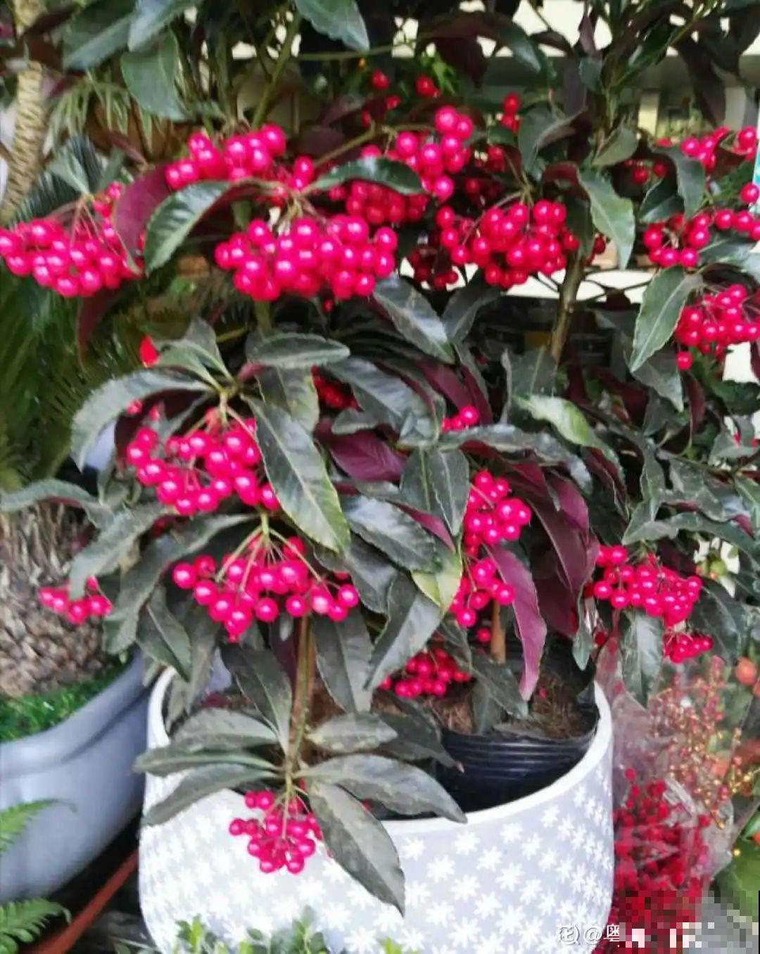 6种植物挂满果子,喜庆热闹,半年都不掉 6种植物挂满果子,喜庆热闹,半年都不掉