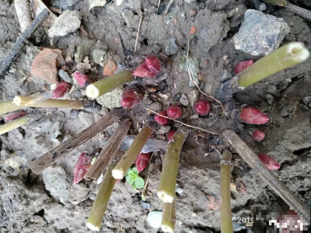 爱“生崽”的花,现在赶紧翻盆,一盆变多盆还能挣钱 爱“生崽”的花,现在赶紧翻盆,一盆变多盆还能挣钱