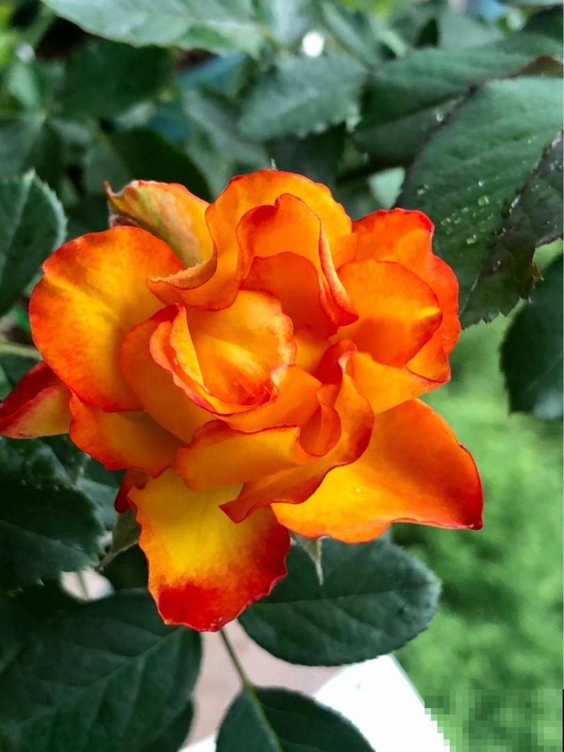 换盆注意3“要点”，养出白嫩“萝卜根”，叶子油亮花开爆盆