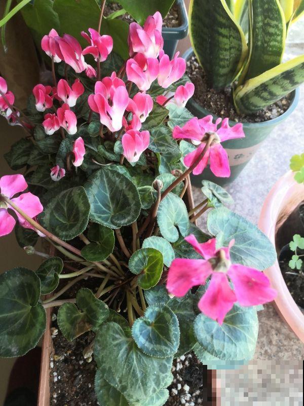 仙客来被誉为“盆花之王”，有寄托美祝愿的寓意，好看又好养