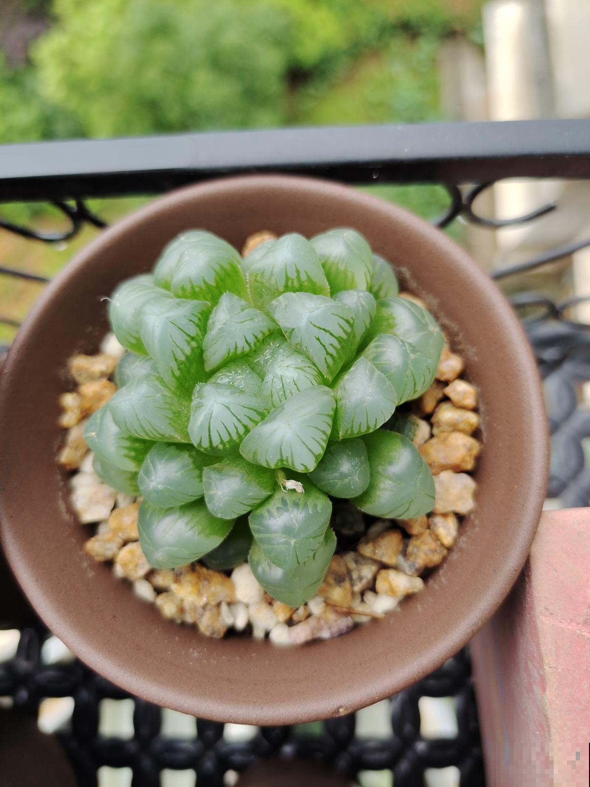 19种多肉，花市买来像白捡，离流行趋势更近了