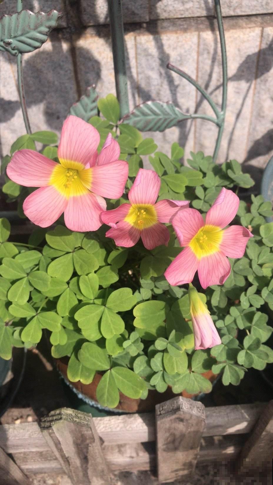 买之前嫌弃的不行,买之后开花颜值超高,这6种花越养越上瘾 买之前嫌弃的不行,买之后开花颜值超高,这6种花越养越上瘾