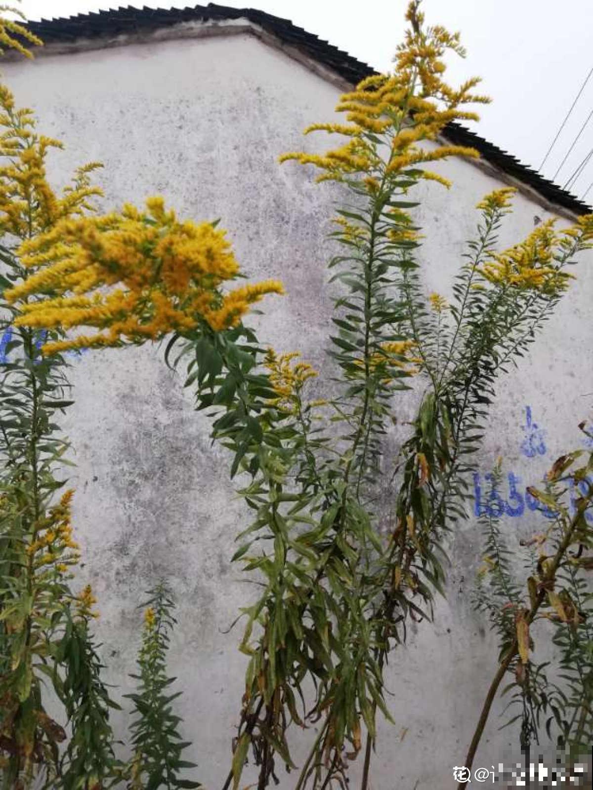 因为长势太霸道，被全城围剿上热搜，加拿大一枝黄花到底是什么