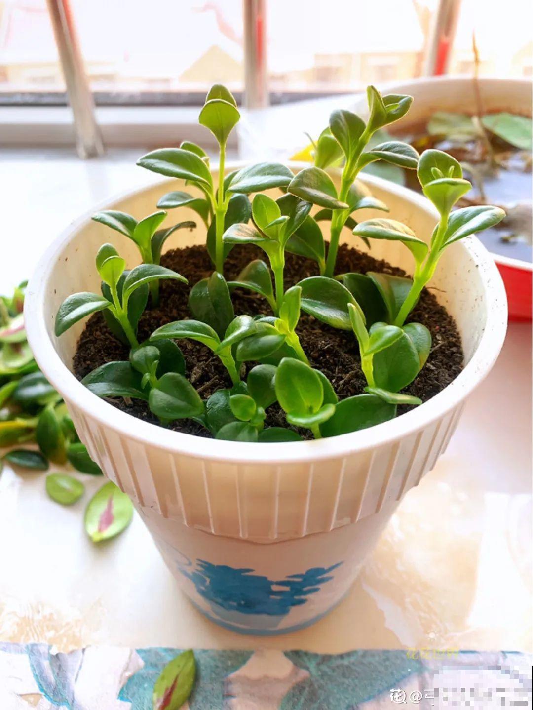 5种花,要是秋天不扦插,错过还得等1年! 5种花,要是秋天不扦插,错过还得等1年!