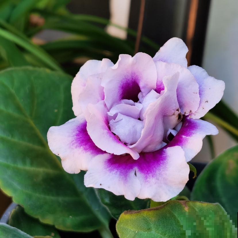 叶片不能喷水的7种植物，一喷水就烂叶子，赶紧停下