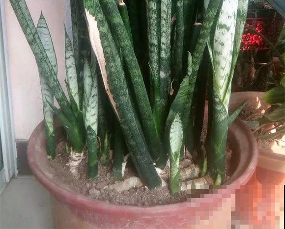 7种花有个小机关，找对位置打开它，新芽爆满盆