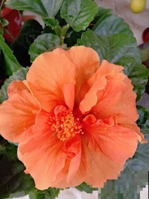 秋天常见的60种花，最全花卉图谱，收藏起来慢慢看