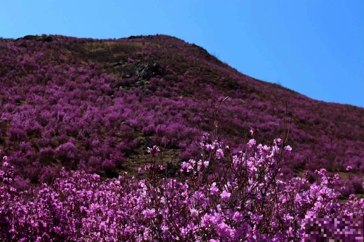 网上卖的1种花,名叫“枯木逢春”,千万别买,原因要记住 网上卖的1种花,名叫“枯木逢春”,千万别买,原因要记住