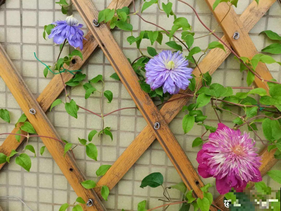 10种花,冬天要休眠,赶紧修剪防冻,才能安全越 10种花,冬天要休眠,赶紧修剪防冻,才能安全越