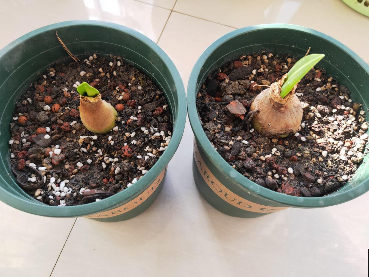 土壤板结要注意,赶紧学会三招,很快变松软 土壤板结要注意,赶紧学会三招,很快变松软