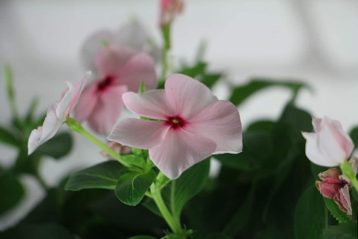 4种“省心爆盆花”，不招虫特干净，适合新手家养