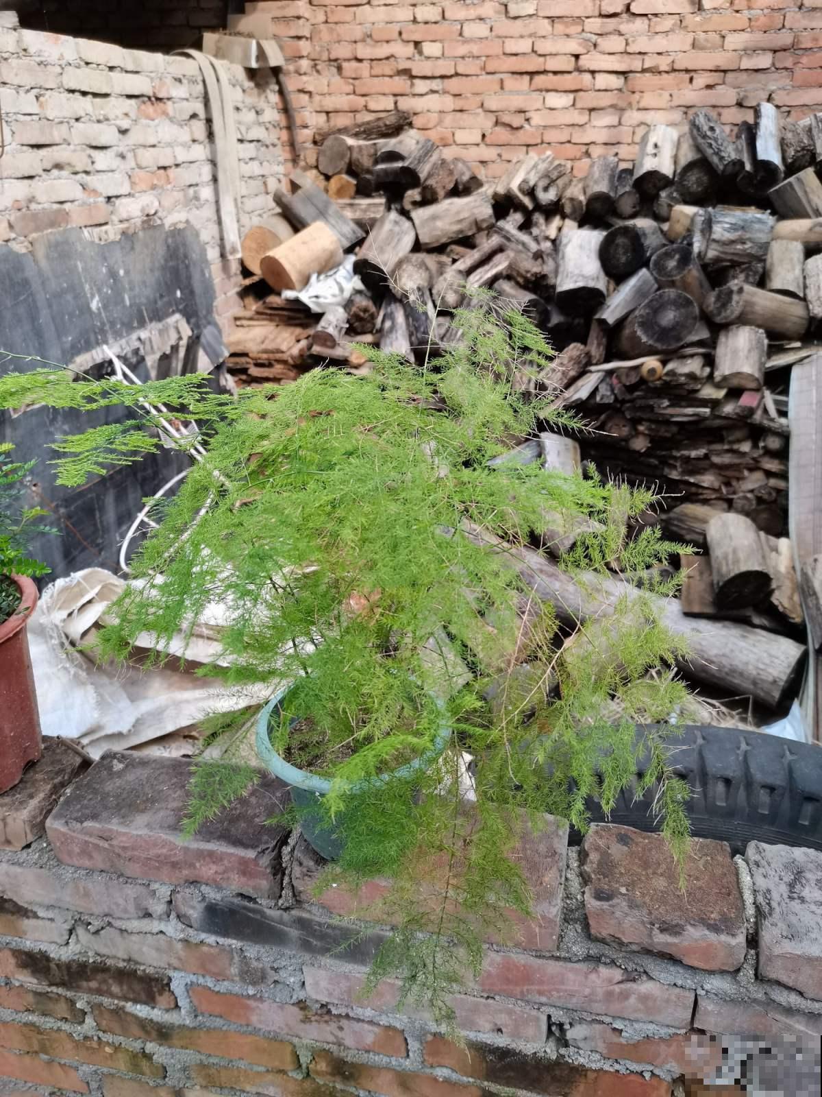 养花48字口诀,是养文竹的精髓,学会了叶子翠绿又精神 养花48字口诀,是养文竹的精髓,学会了叶子翠绿又精神