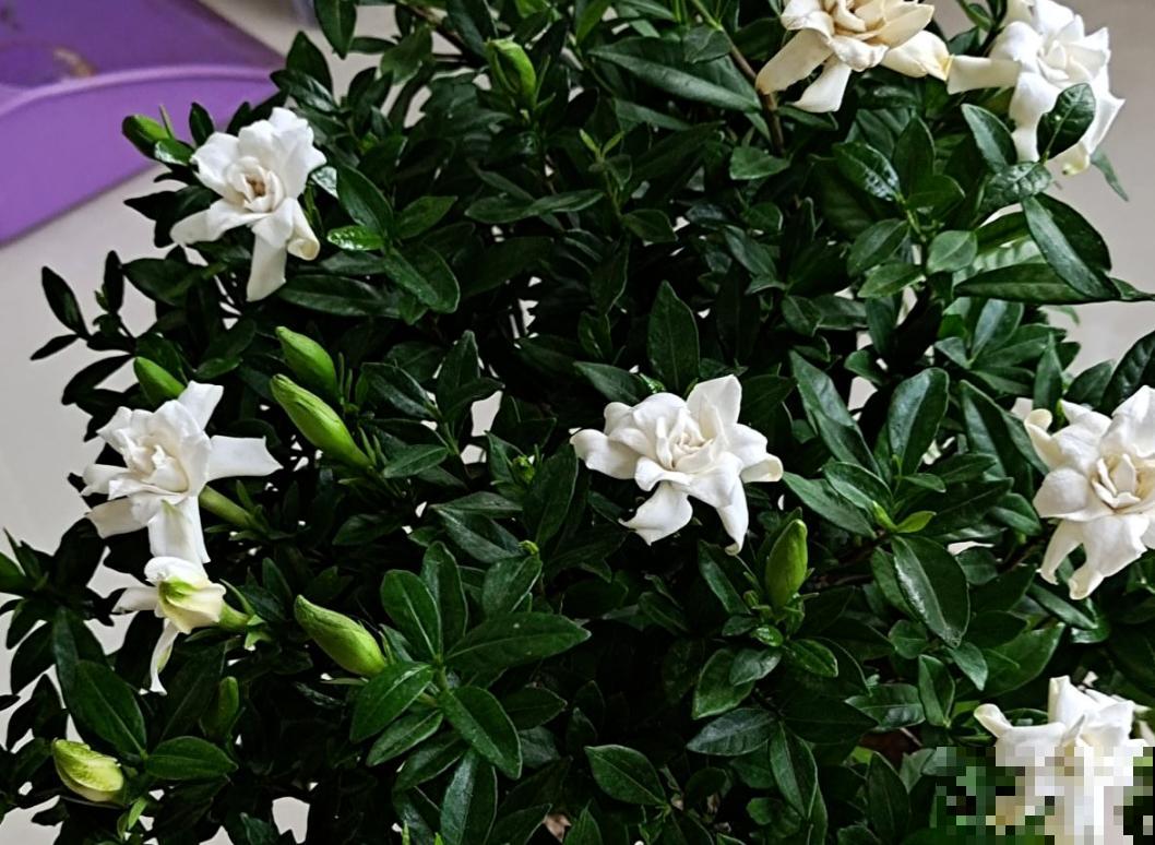 栀子花黄叶不用怕，学会4招解决问题，北方花友看过来