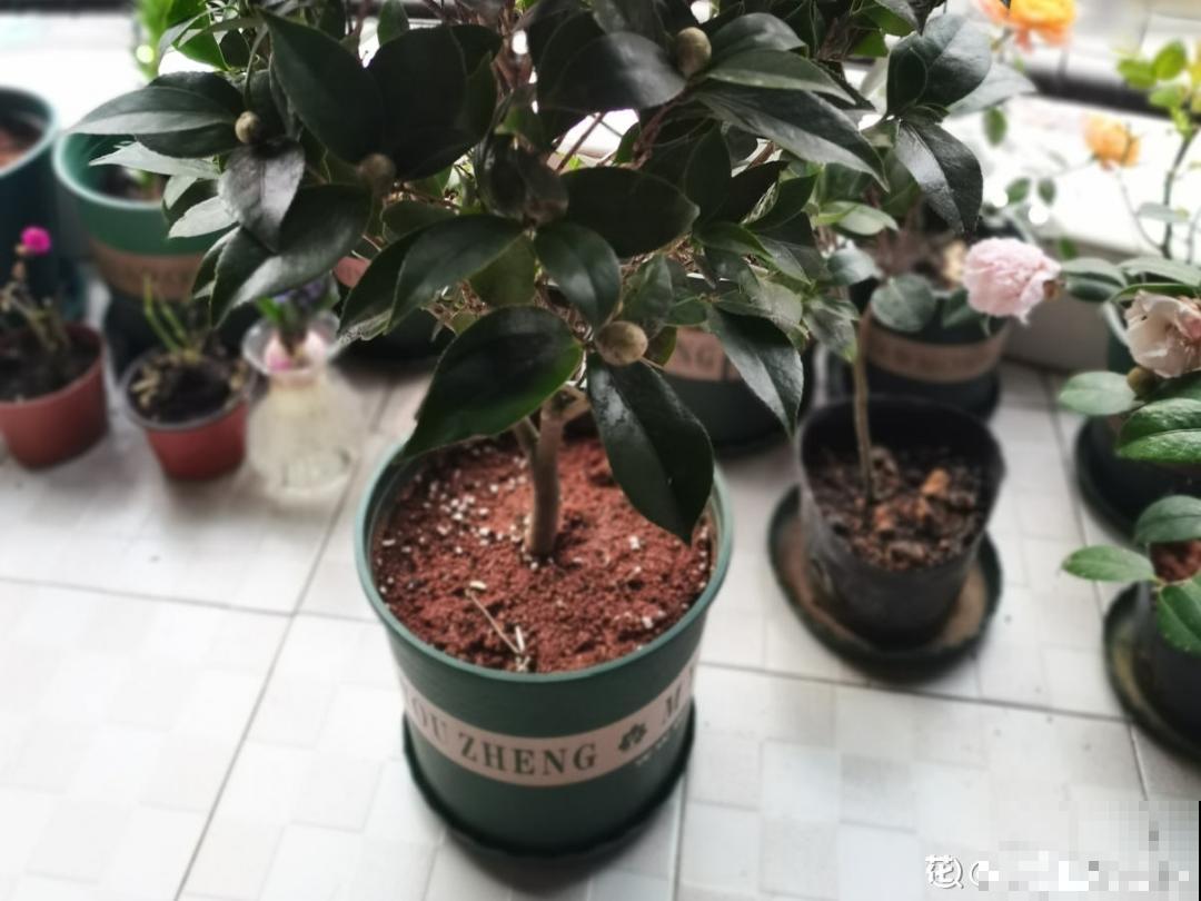 冬天常见的茶花，6个“毛病”经常犯，真难养
