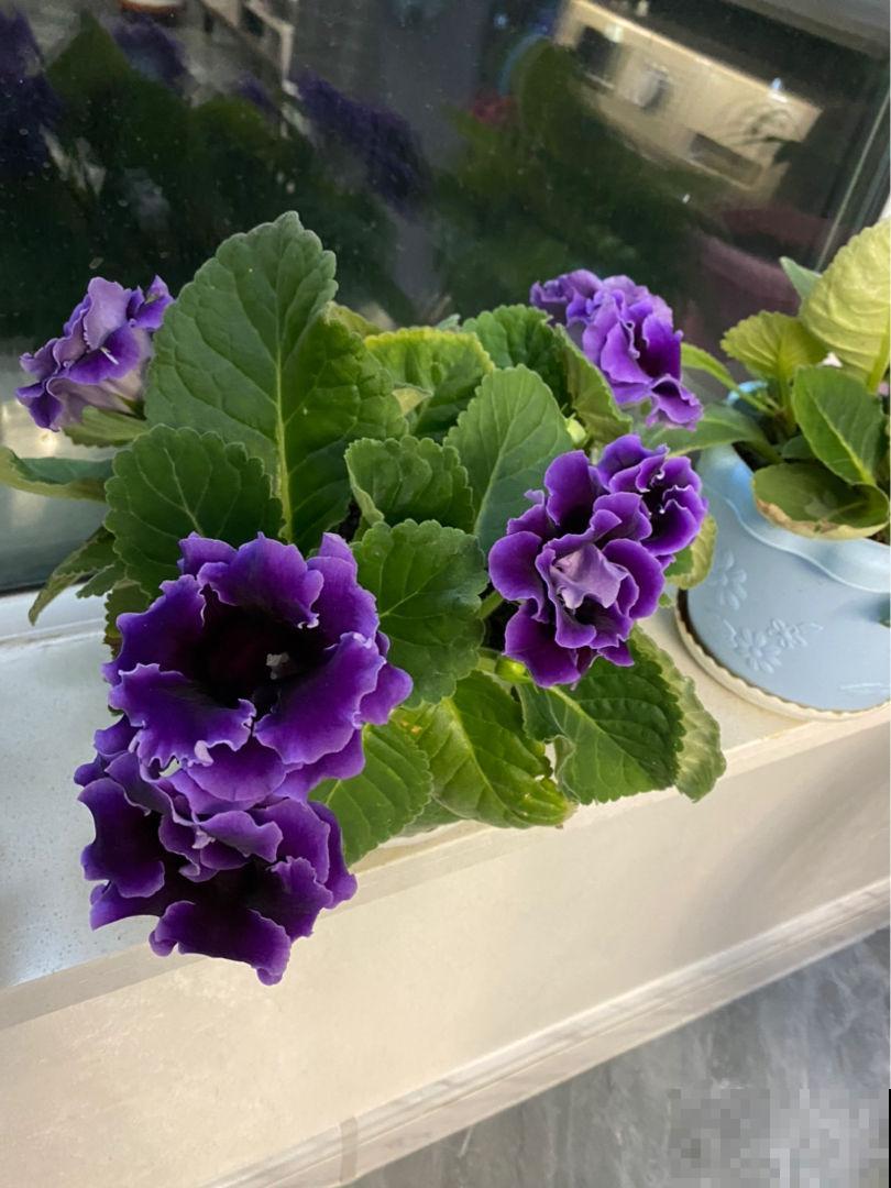 坐标哈尔滨，室外-18℃室内27℃，热得植物通通遭殃