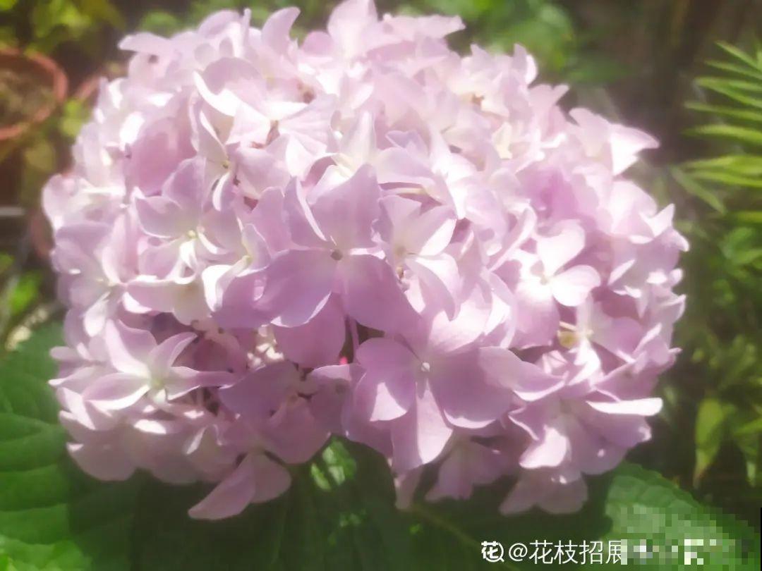 我有一个梦想，面朝大海，春暖花开