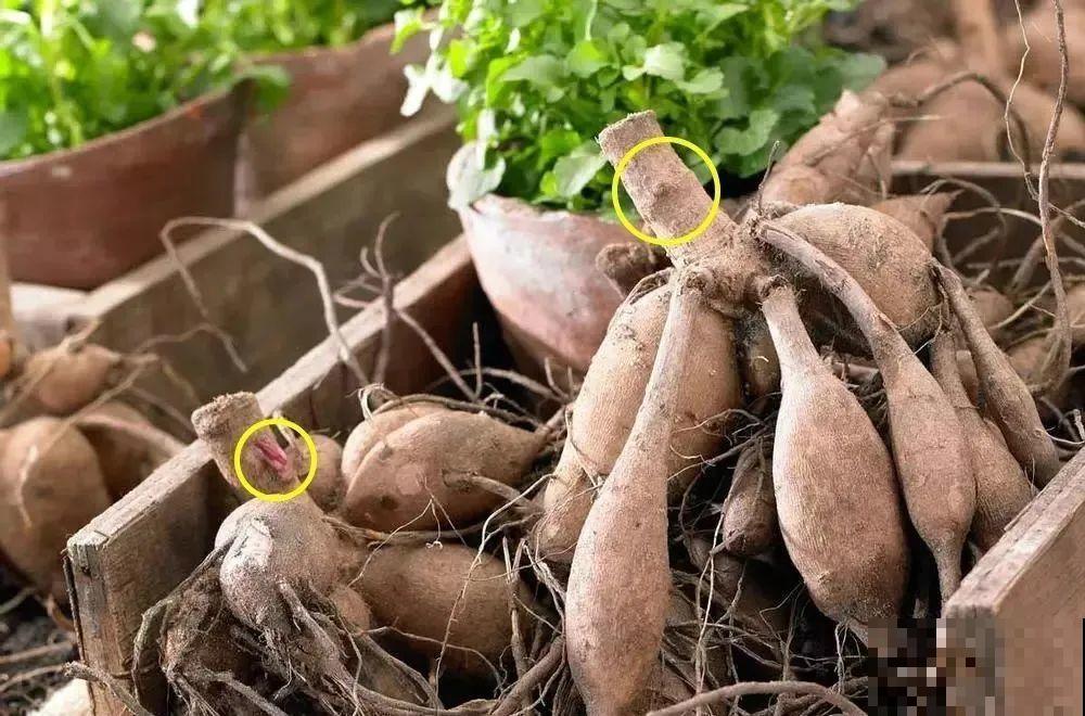 “大丽花门前种，财富到家不是梦”，种点大丽花，喜庆又富贵