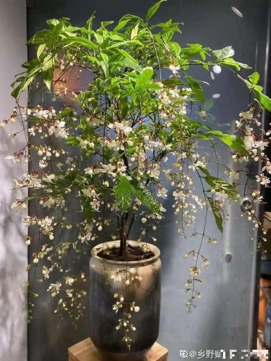 66万一盆的花,真是够贵的,打工几十年也攒不出一盆 66万一盆的花,真是够贵的,打工几十年也攒不出一盆