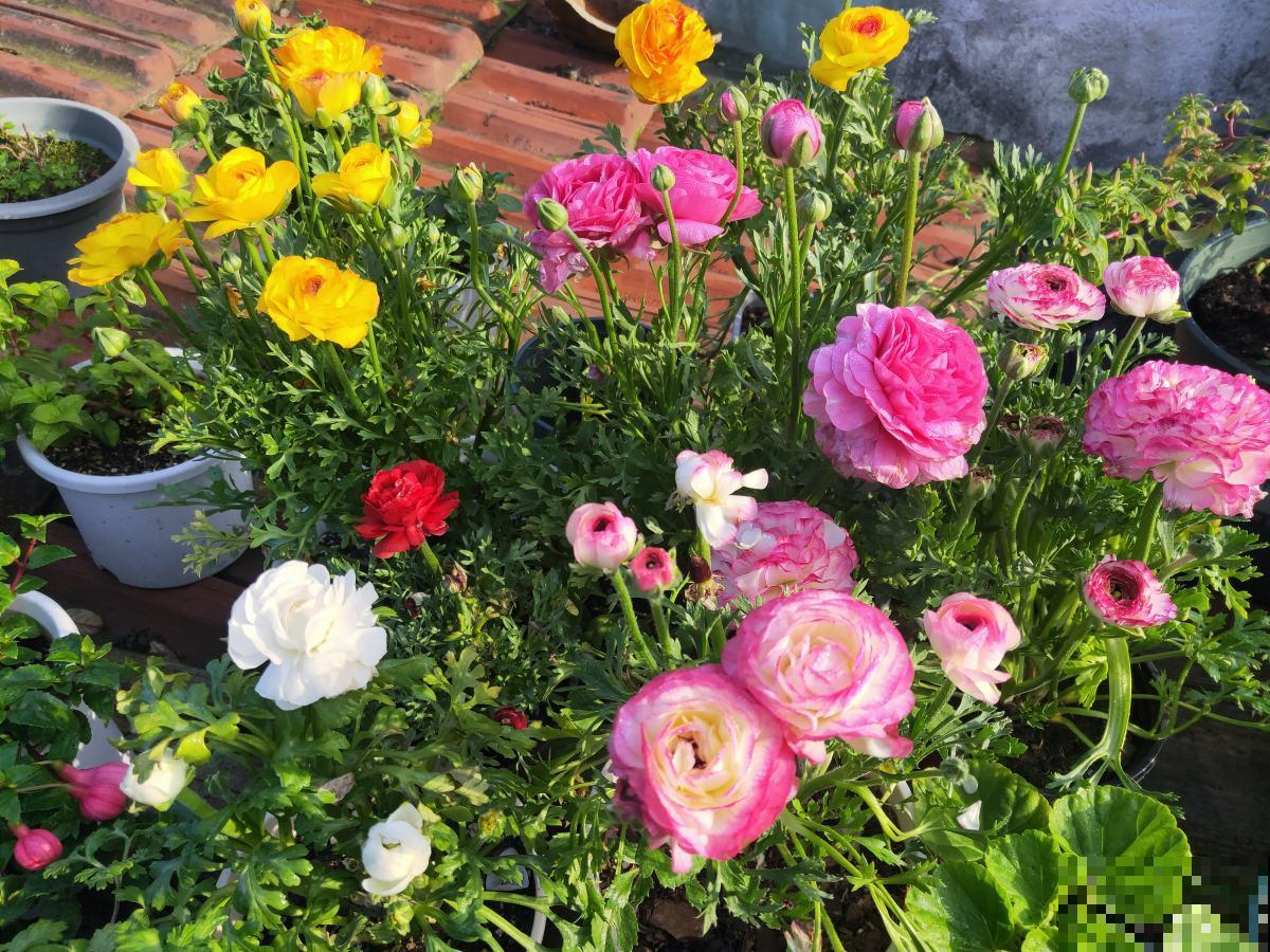 不可多得的“贵气花”,有八方来财的好兆头,养在家里大气上档次 不可多得的“贵气花”,有八方来财的好兆头,养在家里大气上档次