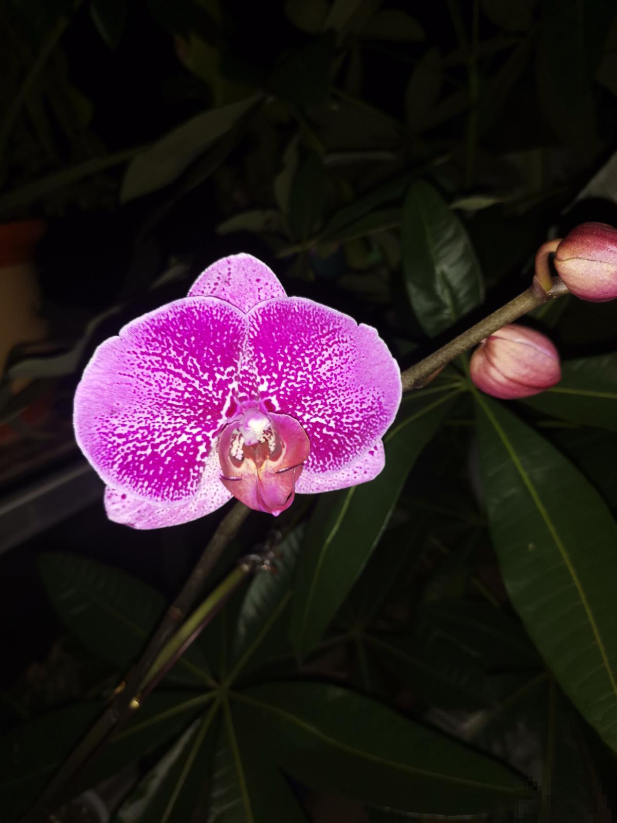 冬天怕浇水的植物，浇的越多死的越快，控制你“勤劳的双手”