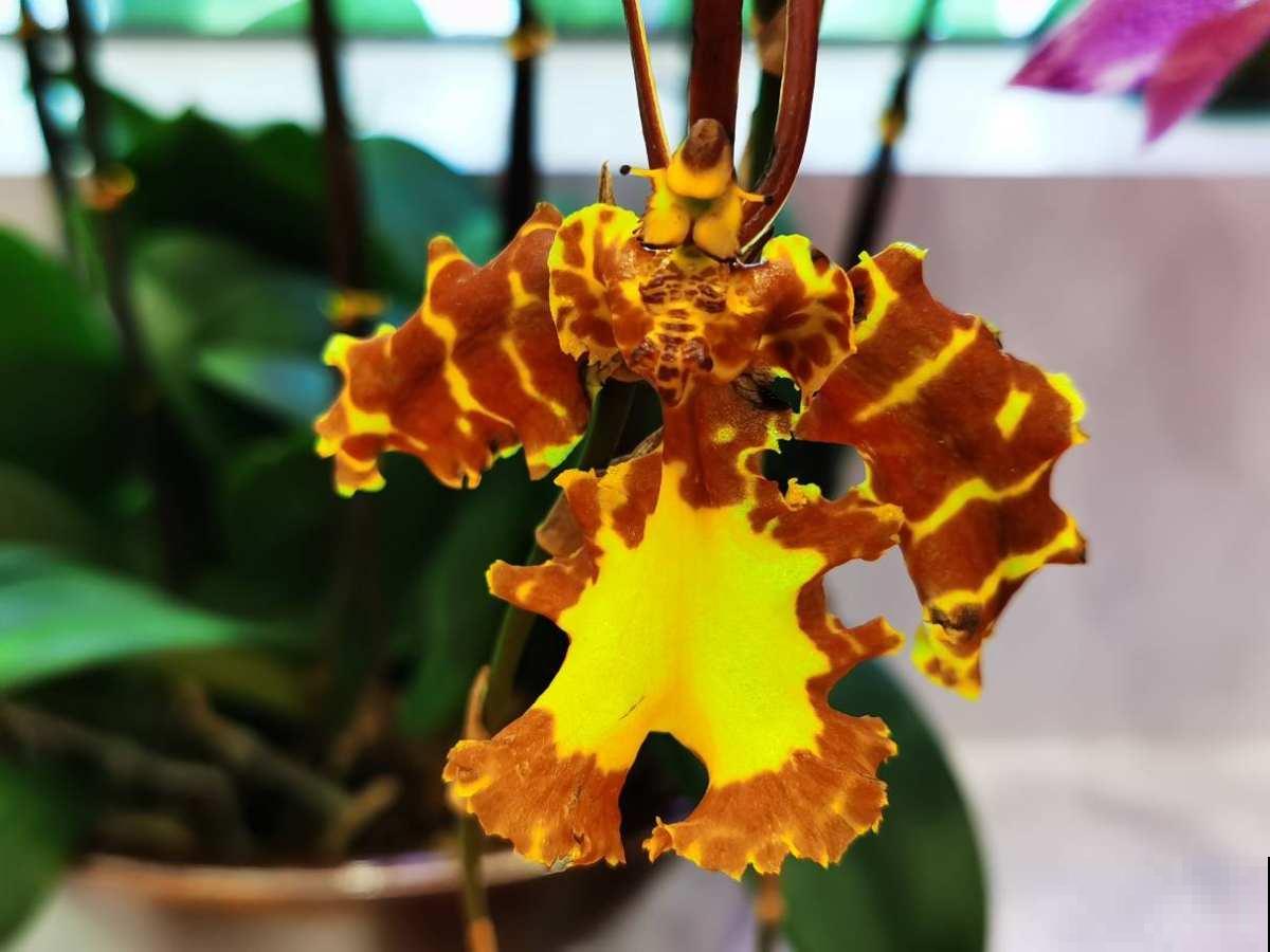 一种兰花开花像“跳舞”，养在家里特耐阴，还有转运好兆头