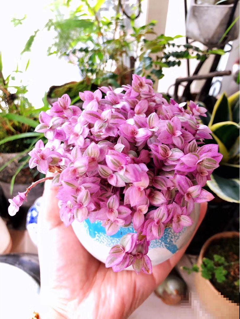 1种多肉名叫“胭脂云”，满盆叶子粉粉嫩嫩，爆盆很容易