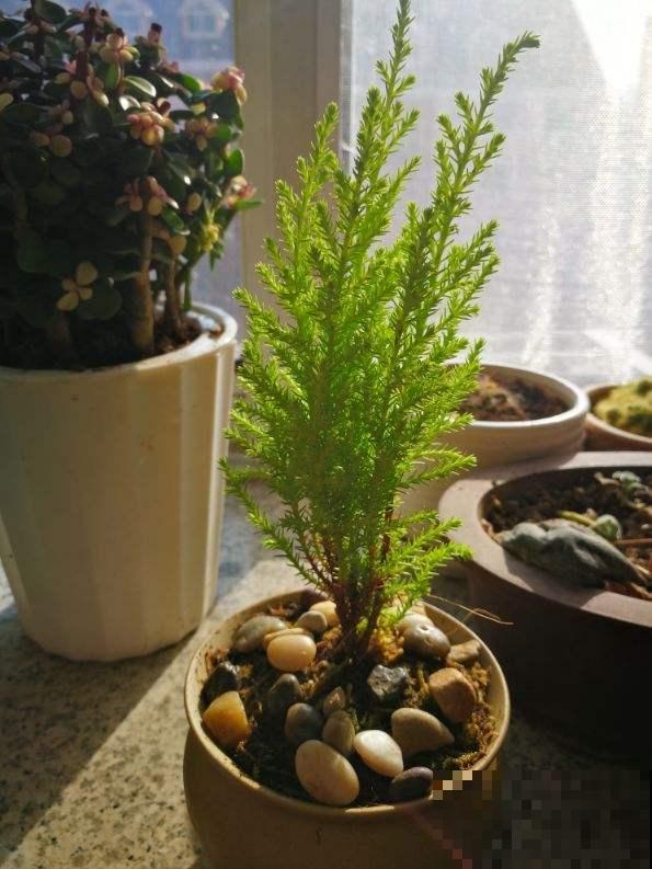 “植物杀手”最适合的植物,养一棵小香松放家里,干净又卫生 “植物杀手”最适合的植物,养一棵小香松放家里,干净又卫生