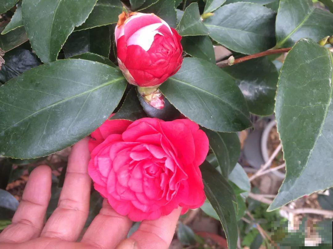 冬天养盆茶花，天一冷就开爆，红红火火花开富贵！
