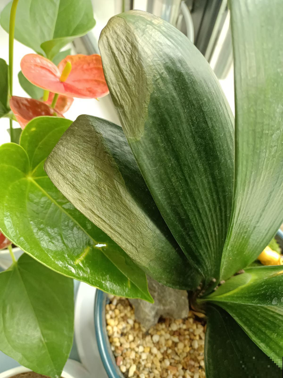 养君子兰有2个目标，一活着二开花，教你成为正确的“护花使者”