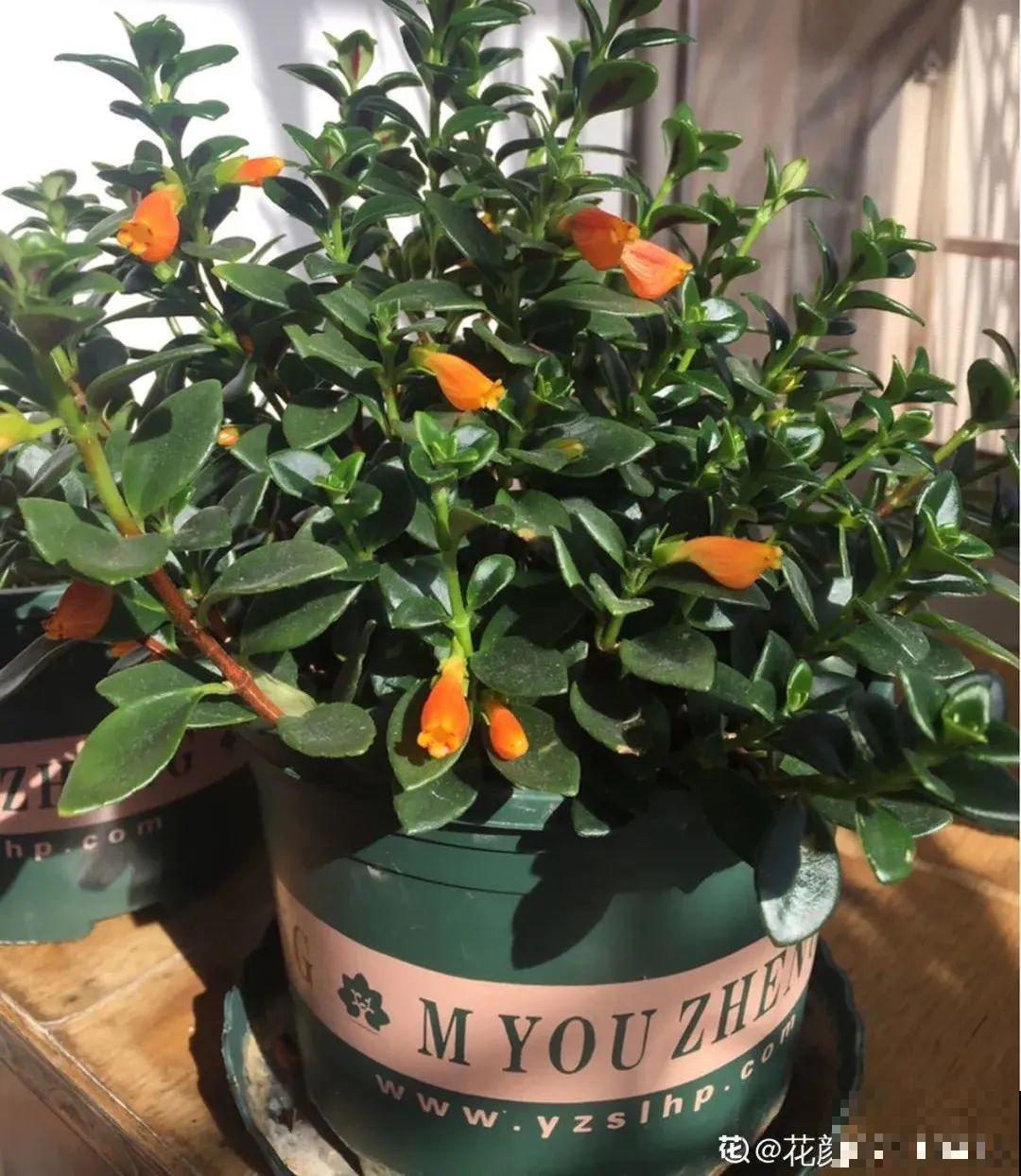 养花一直不开花,给他套个黑塑料袋,花苞呼呼冒 养花一直不开花,给他套个黑塑料袋,花苞呼呼冒