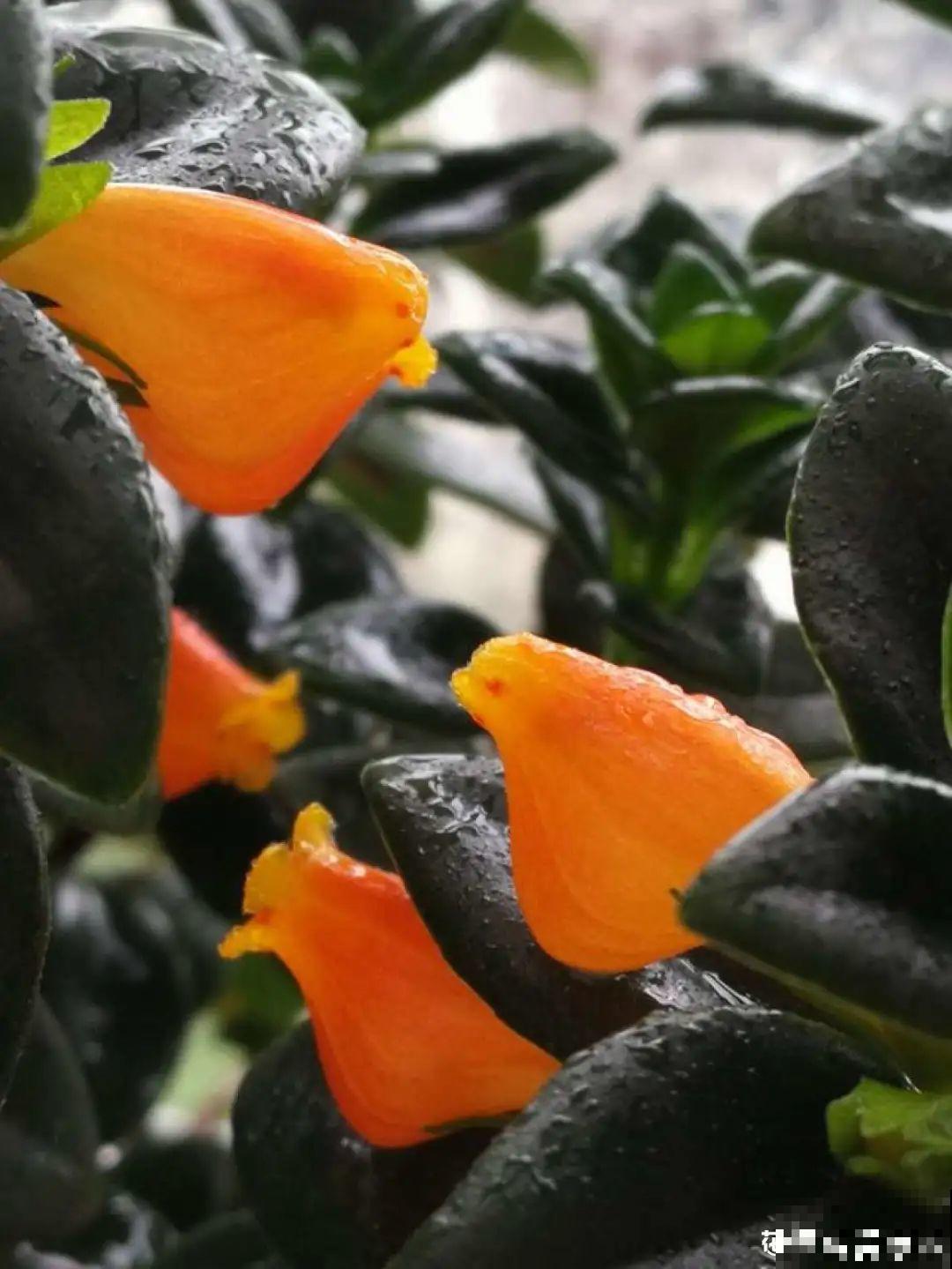 养花一直不开花,给他套个黑塑料袋,花苞呼呼冒 养花一直不开花,给他套个黑塑料袋,花苞呼呼冒