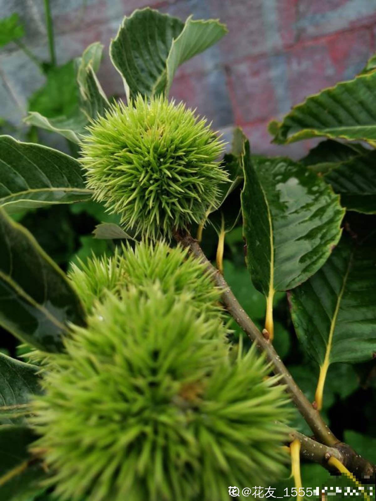 每天都吃的4种植物，长在树上的样子，你一定没见过