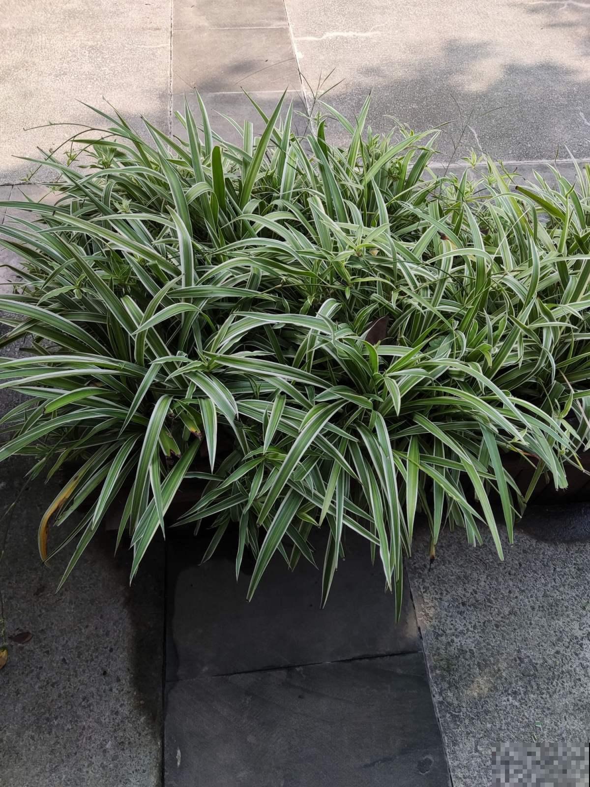 厨房里养盆花，净化空气效果好，还能赶虫子