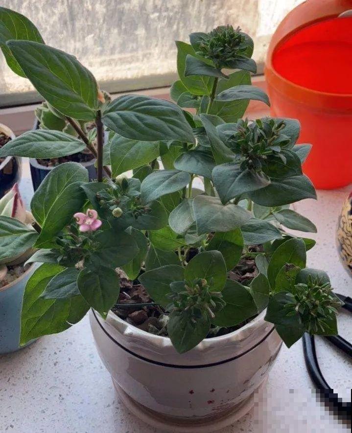 6种盆栽能吃,掐掉一节很快冒新芽,味道芳香营养丰富 6种盆栽能吃,掐掉一节很快冒新芽,味道芳香营养丰富