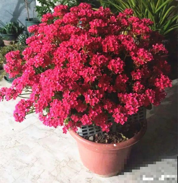 买茶花也要注意“坑”，注意5要点，叶子挺立有精神