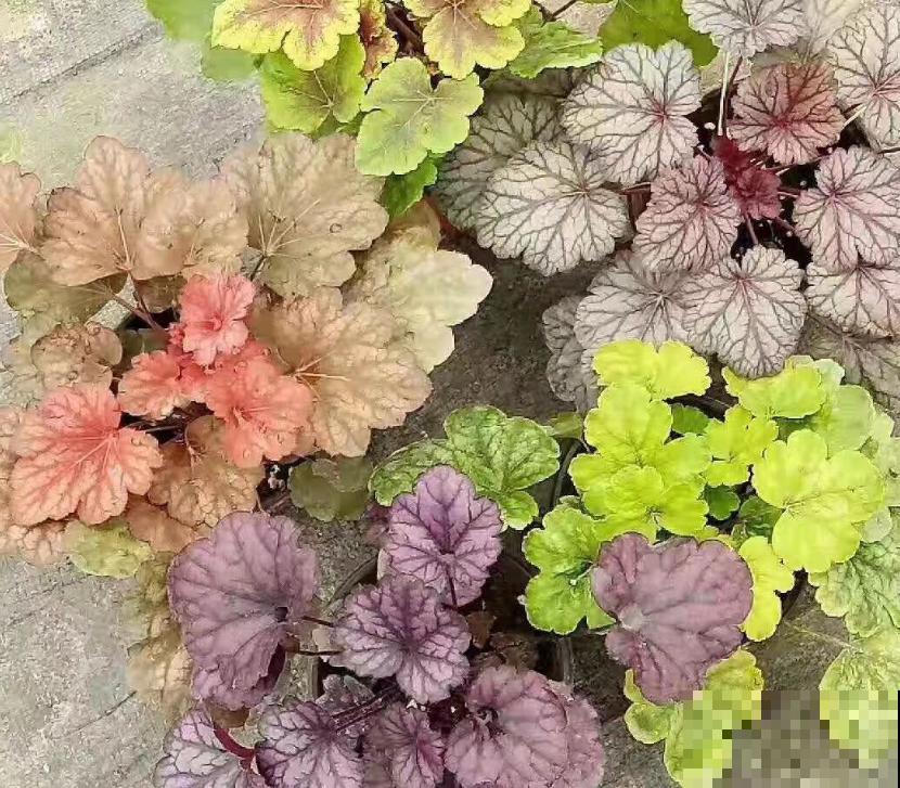 有了2种花,阳台变小花园,看着就心情好! 有了2种花,阳台变小花园,看着就心情好!