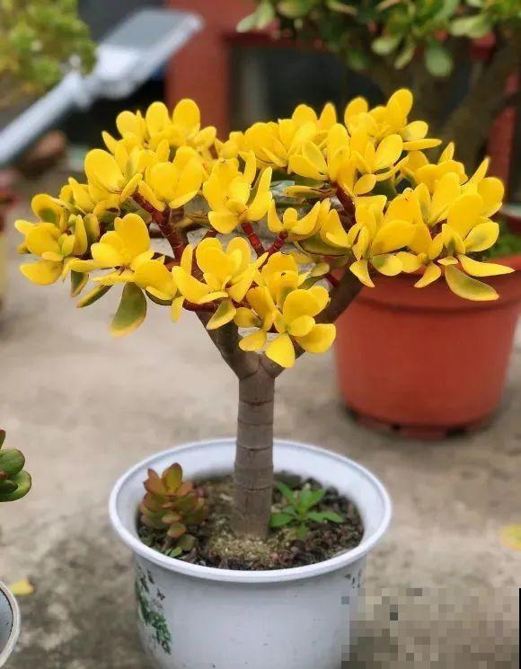 1种花俗称“摇钱树”，满盆长满小元宝，大吉大利，好看吉祥！