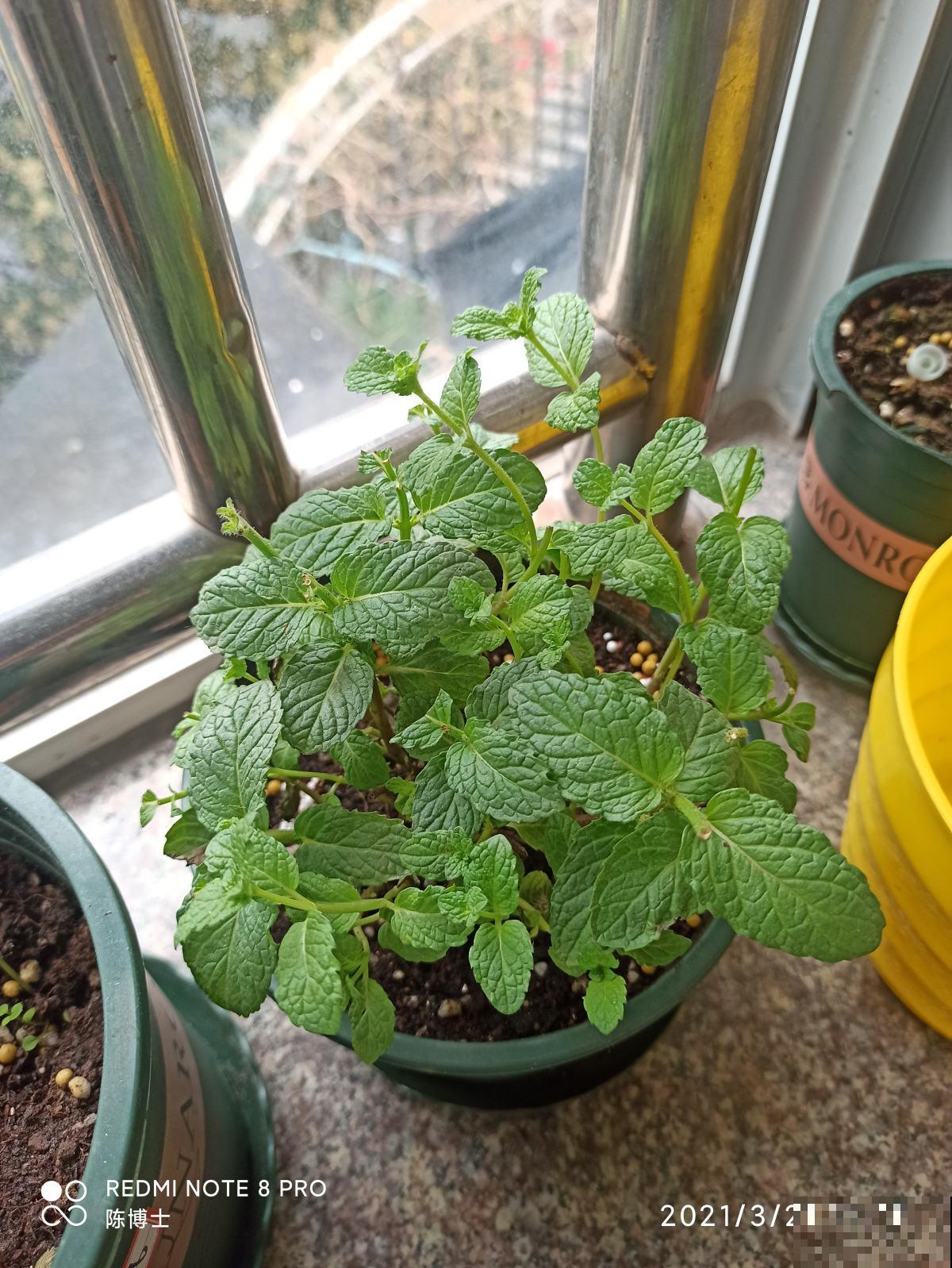 30种观叶植物,能观赏也净化空气,总有一种你养过 30种观叶植物,能观赏也净化空气,总有一种你养过