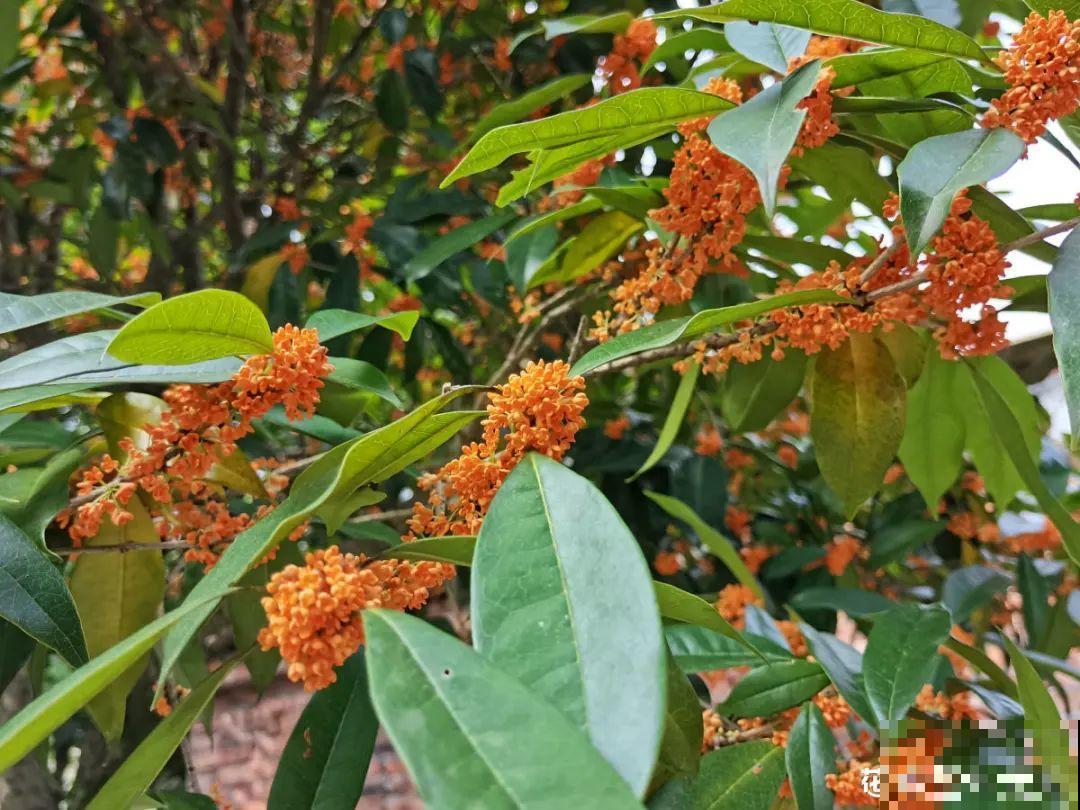 15年的君子兰，今天终于奇迹开花，开花技巧都给你！