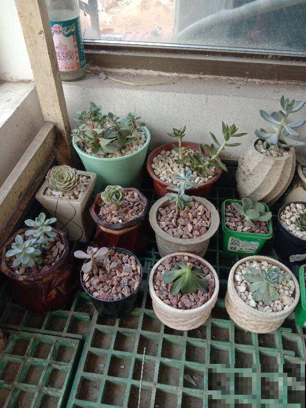 谁说封闭阳台难养花，我跟着邻居做了4步，变成小型花园