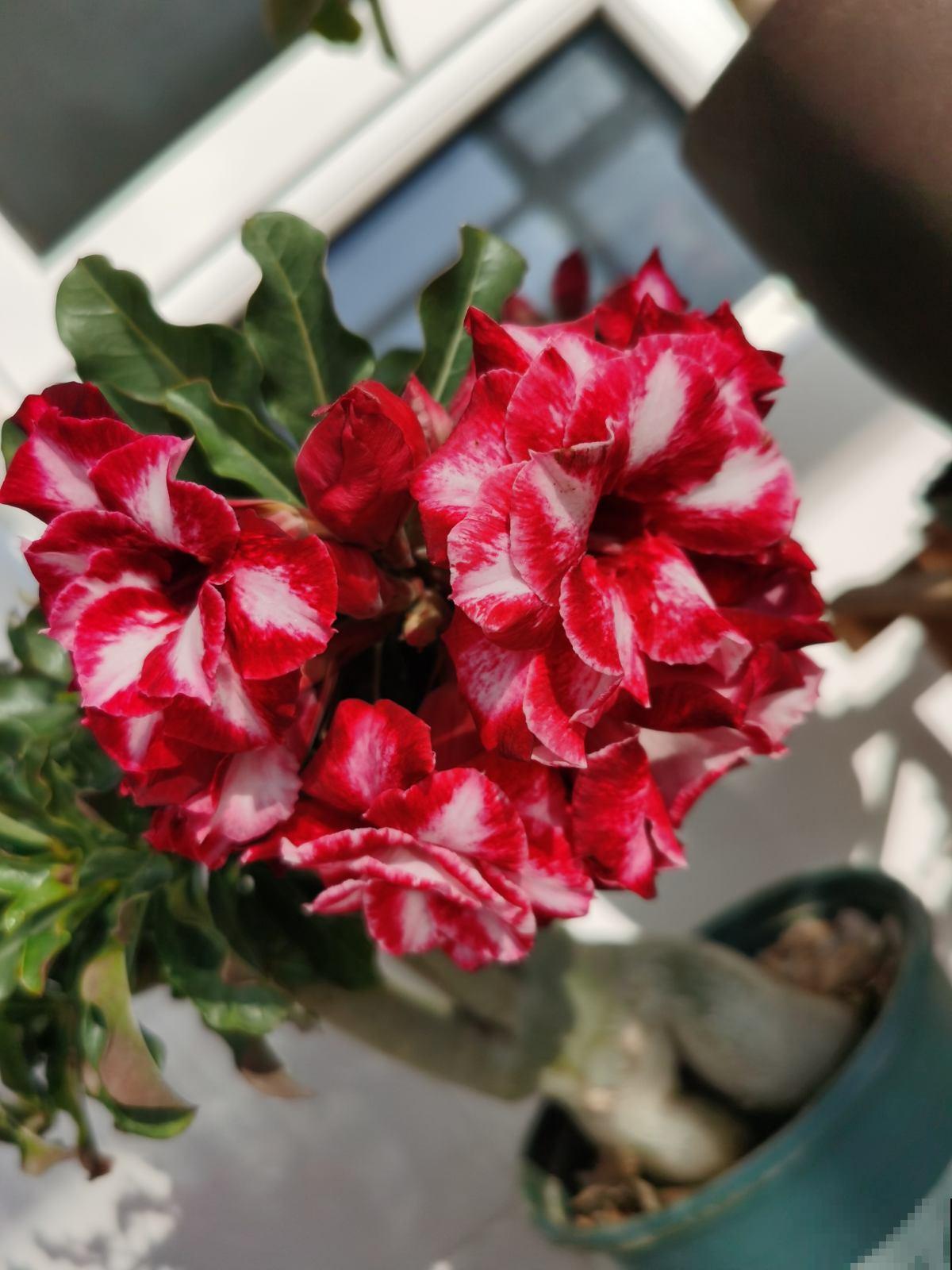 10种花，小盆“挤着养”，不烂根，植株旺，花苞突突冒