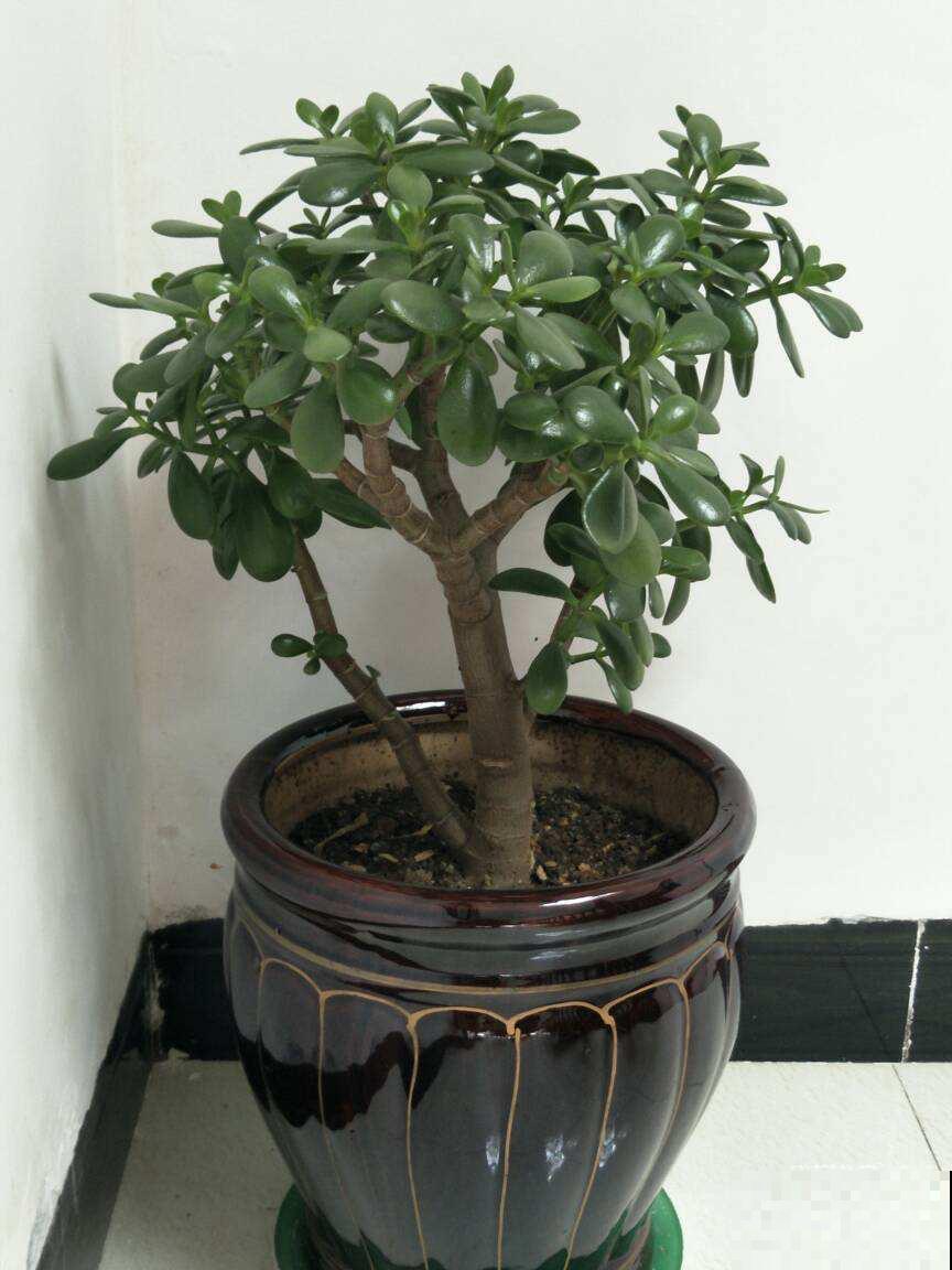 1种“吉利树”,耐心修剪,会越来越值钱 1种“吉利树”,耐心修剪,会越来越值钱