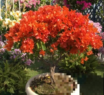 蟹爪兰、长寿花僵苗,必须掐几下,重新换盆养! 蟹爪兰、长寿花僵苗,必须掐几下,重新换盆养!