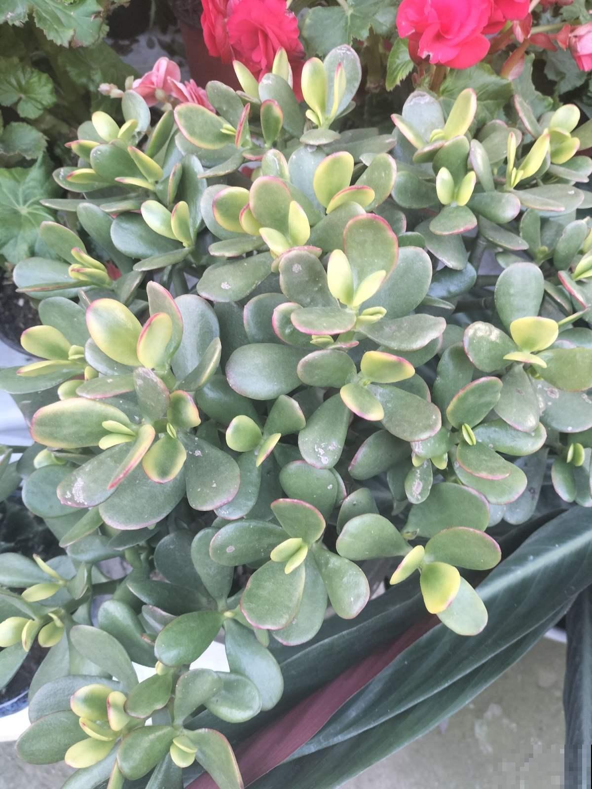 燕子掌护理关键点，别眼馋别人养的好，学会你也可以