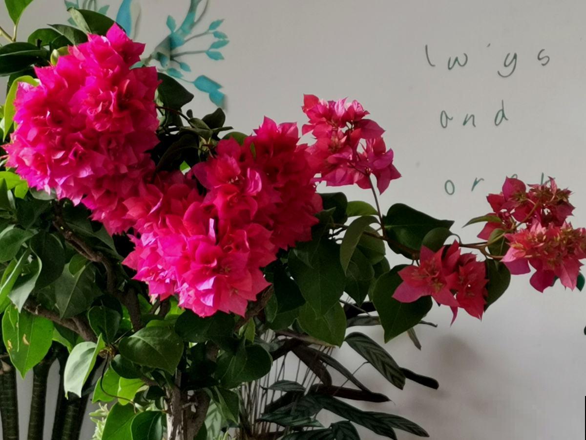 老花匠养三角梅开花不断，而你还在担心落叶问题，差在哪了？