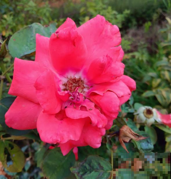 8种花，也太难养了，养好的都是大神